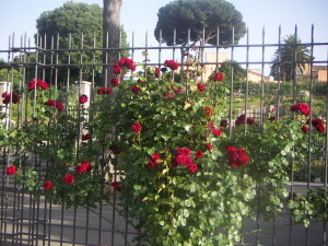 PICT1294 300x225 - Rome Rose Garden