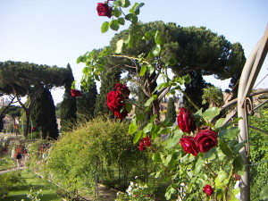 PICT1343 300x225 - Rome Rose Garden