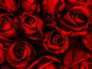 rose backgrounds download free rose red roses hd 300x225 - Through the keyhole: Secret Rome