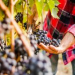 Culinary Day in Tuscany