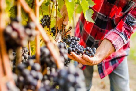 Winemaker for a Day