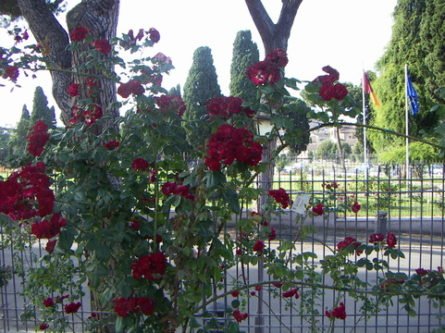 image 1 445x333 - Rome's roses