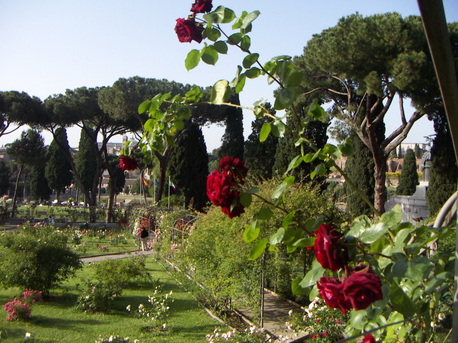 image 3 - Rome's roses