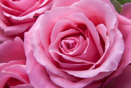 roses pink family rose family 65619 445x297 - Roses and ancient Roman rituals