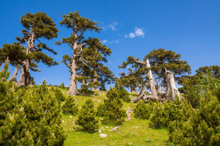 Pollino shutterstock 1127426774 445x297 - Don’t be Shy, Visit Calabria & Basilicata: Get-To-Know Two of Italy’s Least Known Regions. Part 1. Calabria