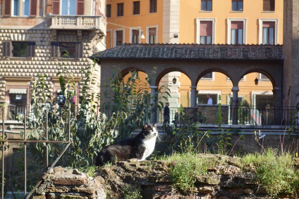 Largo di Torre Argentina 44708387640 1024x683 - Restoring Rome